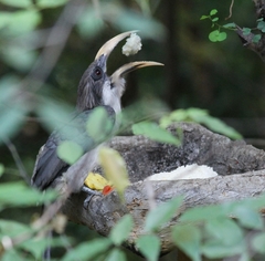 Ocyceros gingalensis