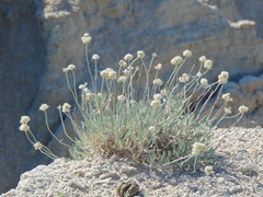 Eriogonum pauciflorum