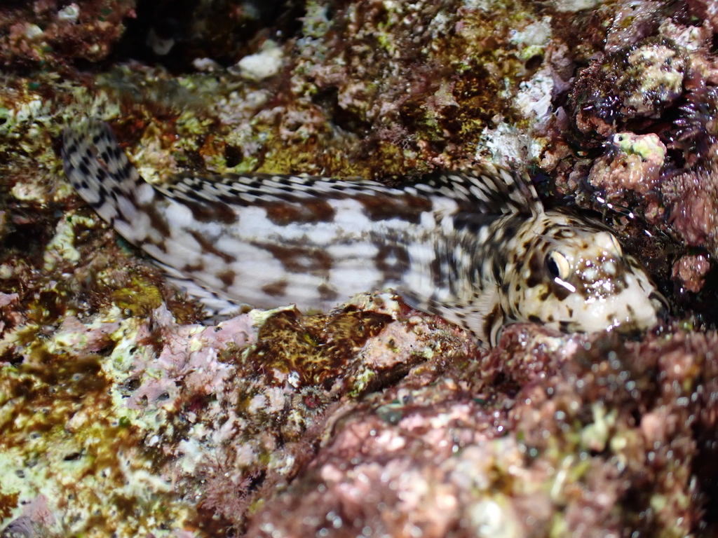 Tessellated blenny (Entomacrodus decussatus) — Blenniidae