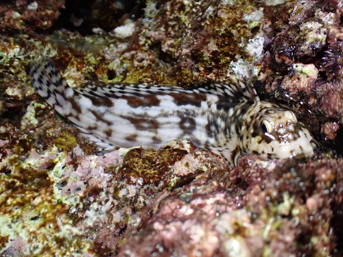 Geruite rotsspringer (Entomacrodus decussatus) — Blenniidae