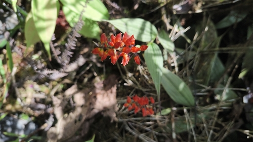 Elleanthus oliganthus (Poepp. & Endl.) Rchb.f. 2