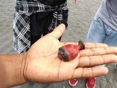 Actinostella bradleyi