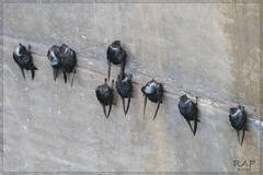 White-Collared Swift photo 5