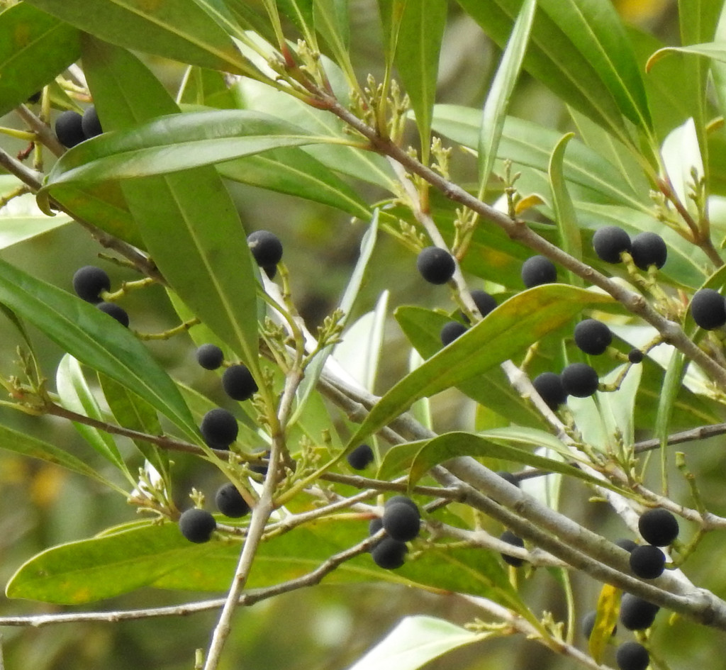 wild olive