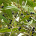 Wild Olive - Photo (c) mjb79, some rights reserved (CC BY-NC-SA), uploaded by mjb79