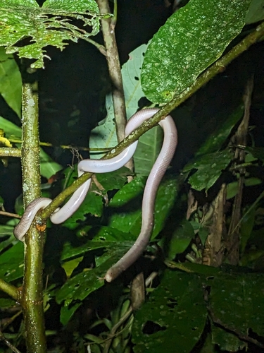 North-eastern Blind Snake