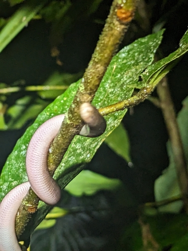 North-eastern Blind Snake