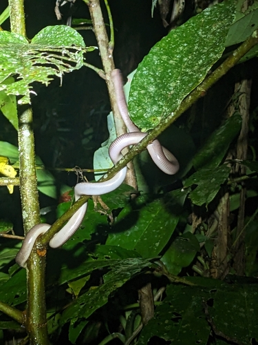 North-eastern Blind Snake