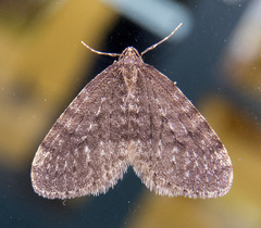 Operophtera occidentalis