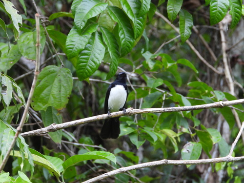 Rhipidura leucophrys