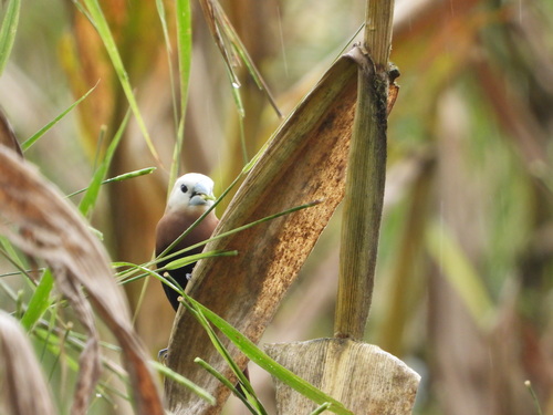 White-headed Munia (Lonchura maja), photo 4