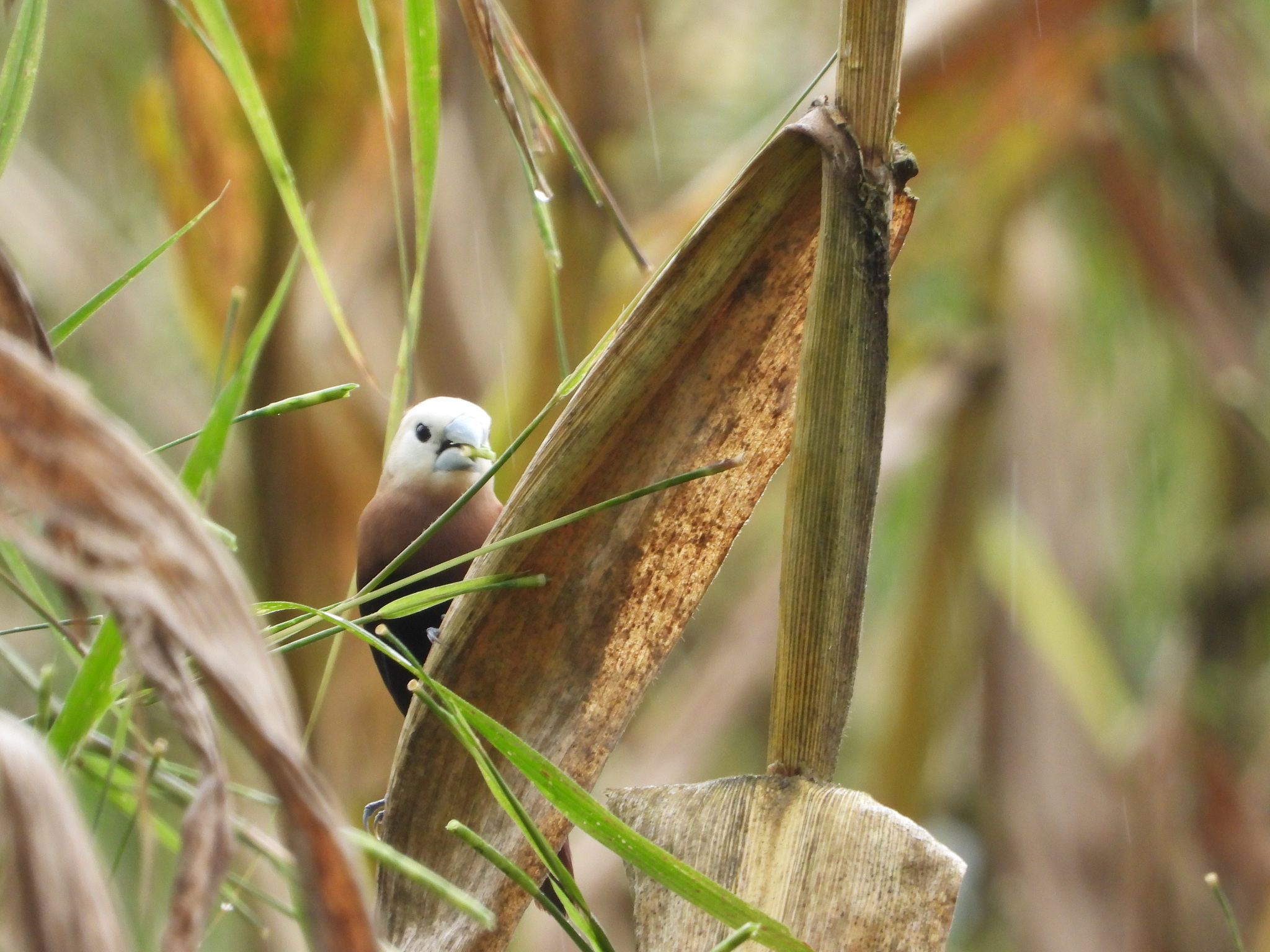White-headed Munia (Lonchura maja), photo 4