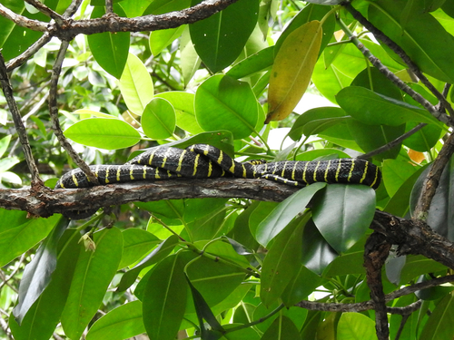 Gold-ringed Cat Snake