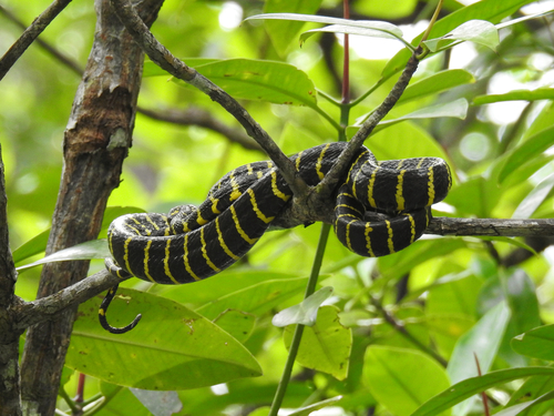 Gold-ringed Cat Snake