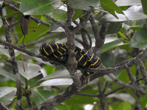 Gold-ringed Cat Snake