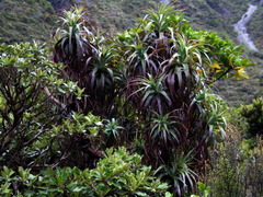Dracophyllum traversii