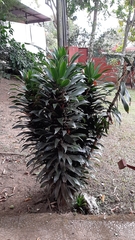 Dracaena fragrans compacta