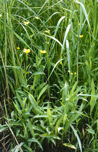 Greater Spearwort (Ranunculus lingua)