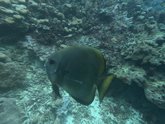Batfish (Circular)