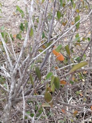 Croton sonorae