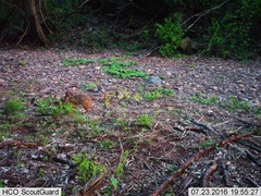 Sylvilagus cunicularius insolitus