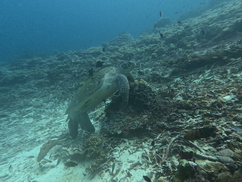 Green Sea Turtle — seen at this dive site