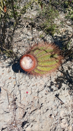 Melocactus pedernalensis