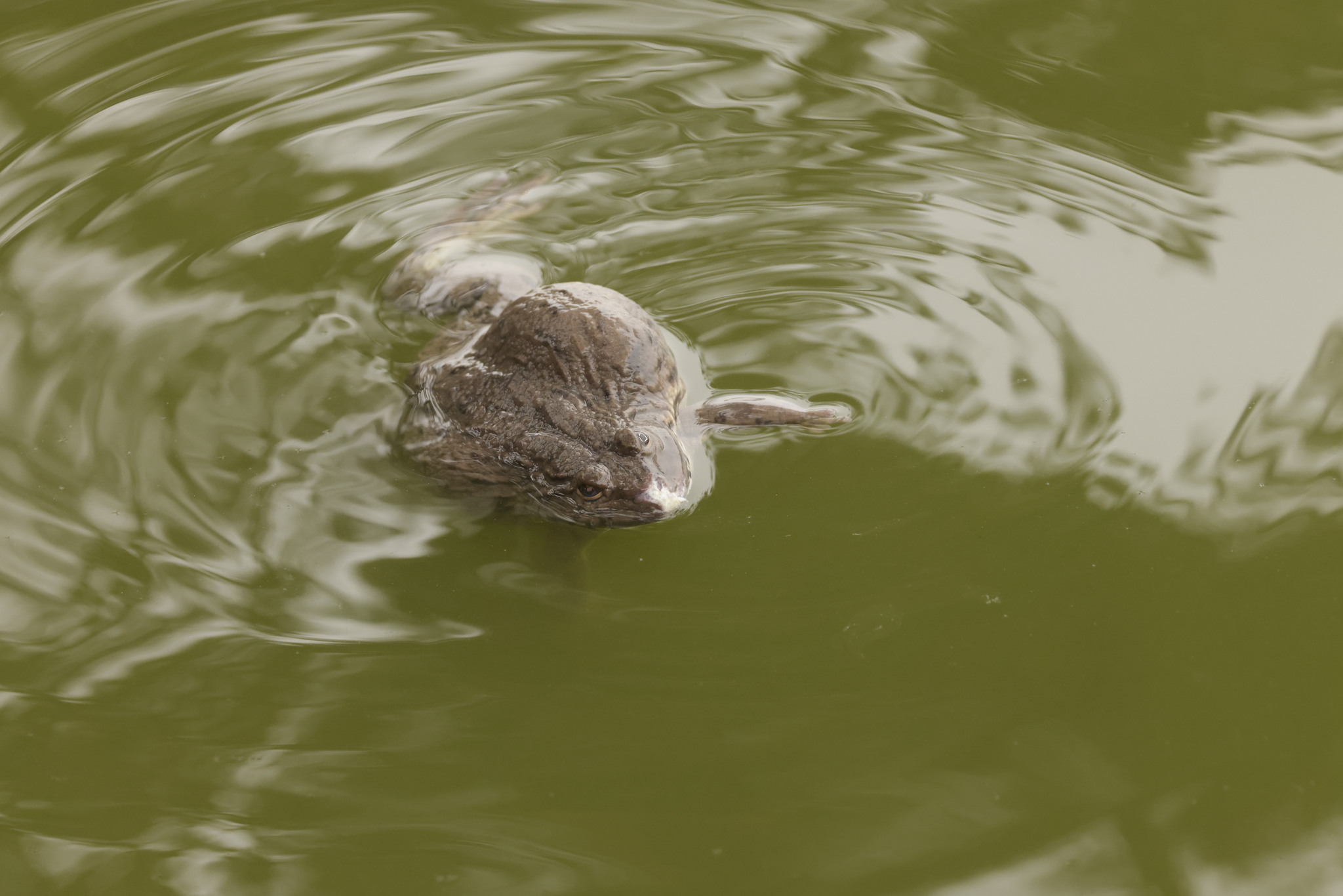 Hoplobatrachus salween
