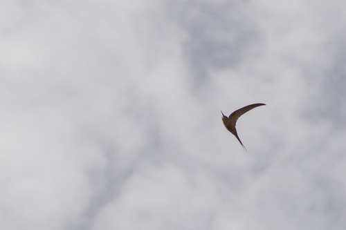 African Palm Swift (Cypsiurus parvus), photo 7