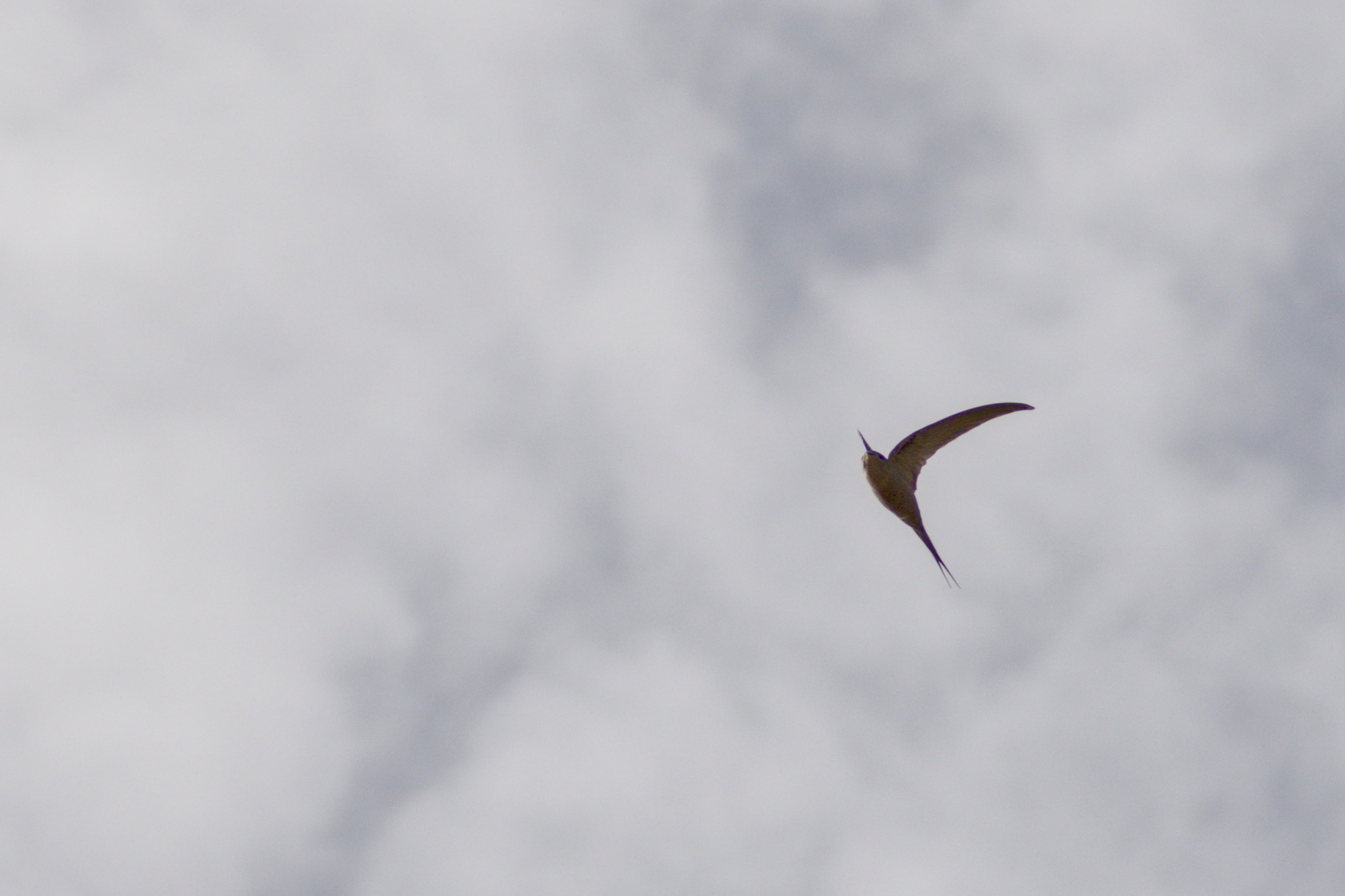 African Palm Swift (Cypsiurus parvus), photo 7