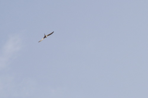African Palm Swift (Cypsiurus parvus), photo 8
