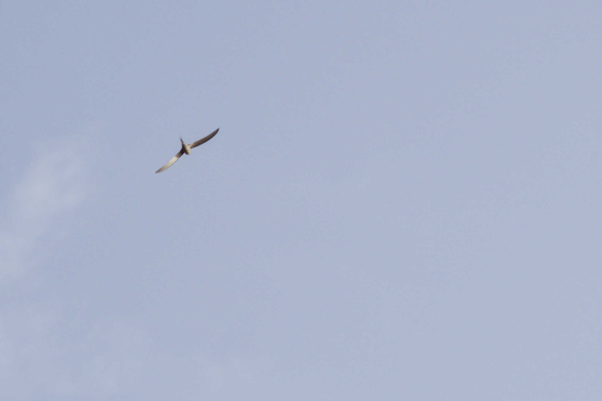 African Palm Swift (Cypsiurus parvus), photo 8