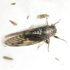 Diceroprocta swalei