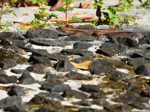 Brown Four-fingered Skink