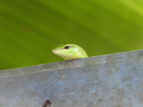 Lamprolepis smaragdina