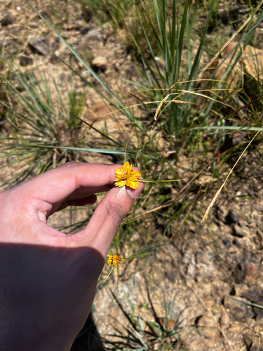 Cyperus sphaerocephalus, photograph 6