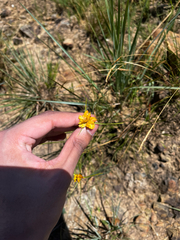 Cyperus sphaerocephalus, photograph (c) ROY, some rights reserved (CC BY)