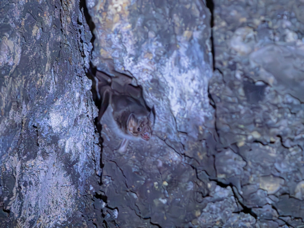 Common Vampire Bat from Blvd. Hidalgo NO. 51 LOC 1, Centro, San Juan ...