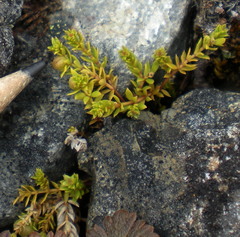 Galium perpusillum