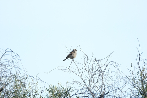 Cape Bunting (Emberiza capensis), photo 4