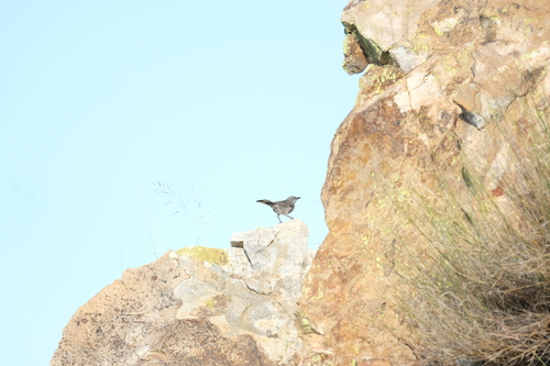 Layard's Warbler (Curruca layardi), photo 10