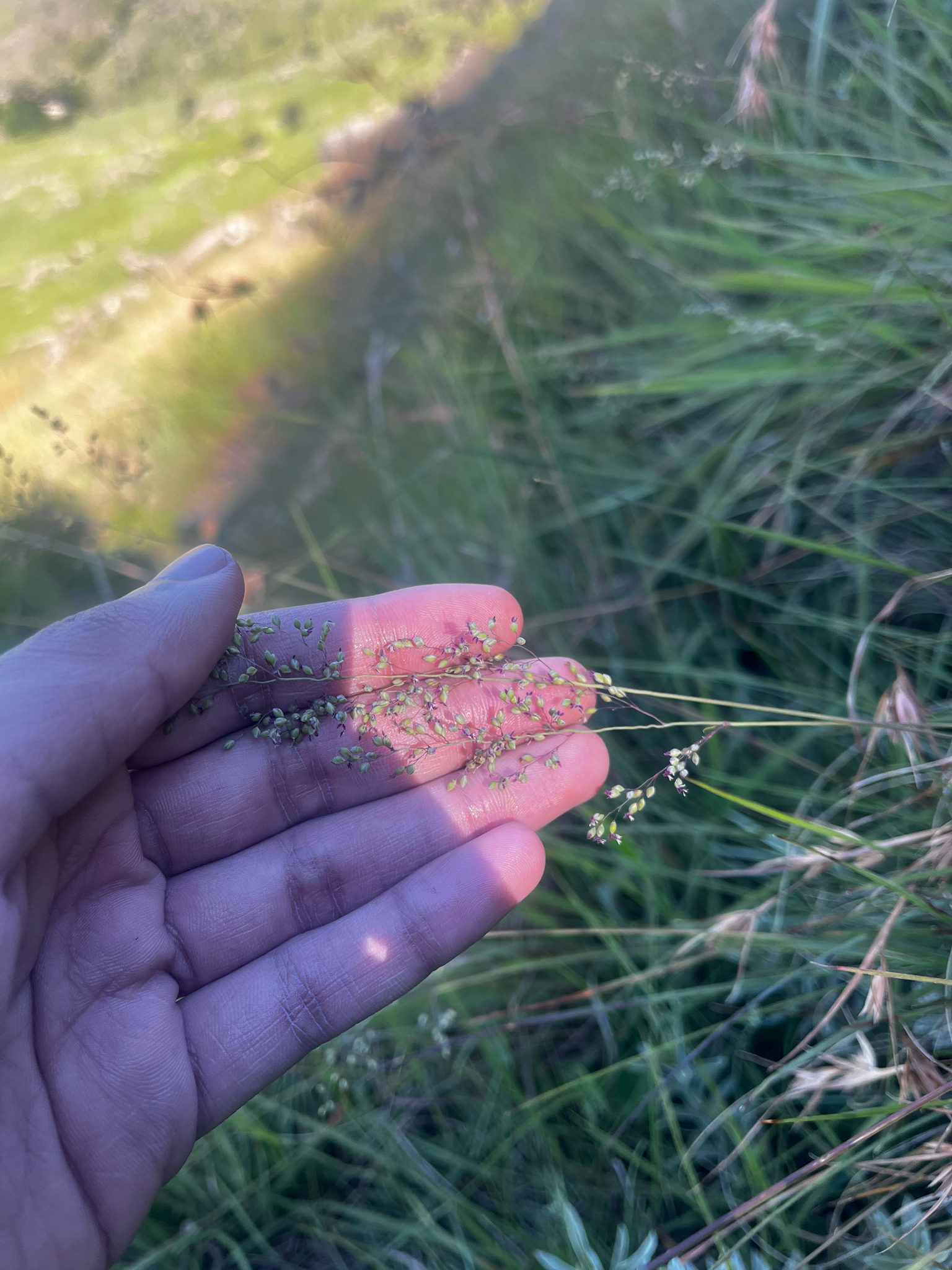 Natal Buffalo Grass (Trichanthecium natalense)