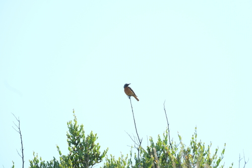 Short-toed Rock Thrush (Monticola brevipes), photo 1