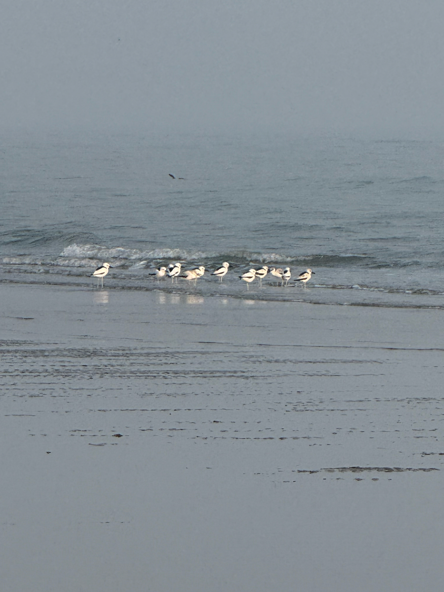 Crab-plover (Dromas ardeola), photo 3