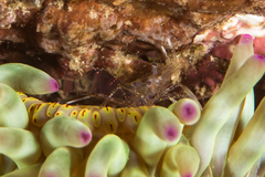 Periclimenes scriptus