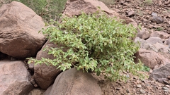 Solanum incanum, photograph (c) Mahomed Desai, some rights reserved (CC BY)