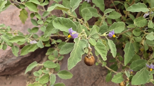 Solanum incanum, photograph 3