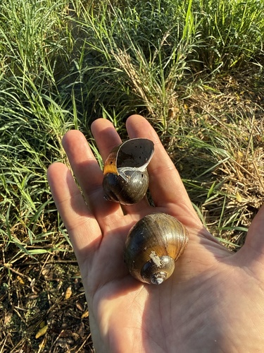 Chivita Snail (Pomacea flagellata)