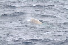 Hyperoodon planifrons