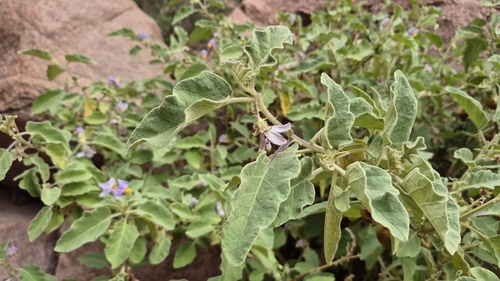 Solanum incanum, photograph 4